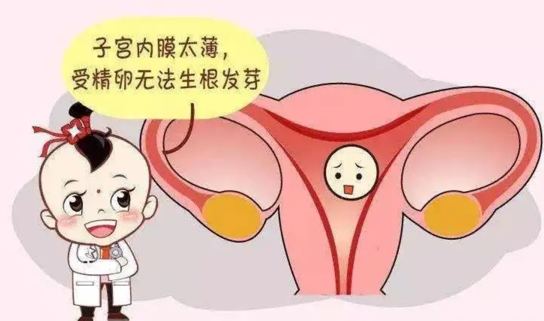 什么是试管婴儿移植前内膜转化，分鲜胚与囊胚