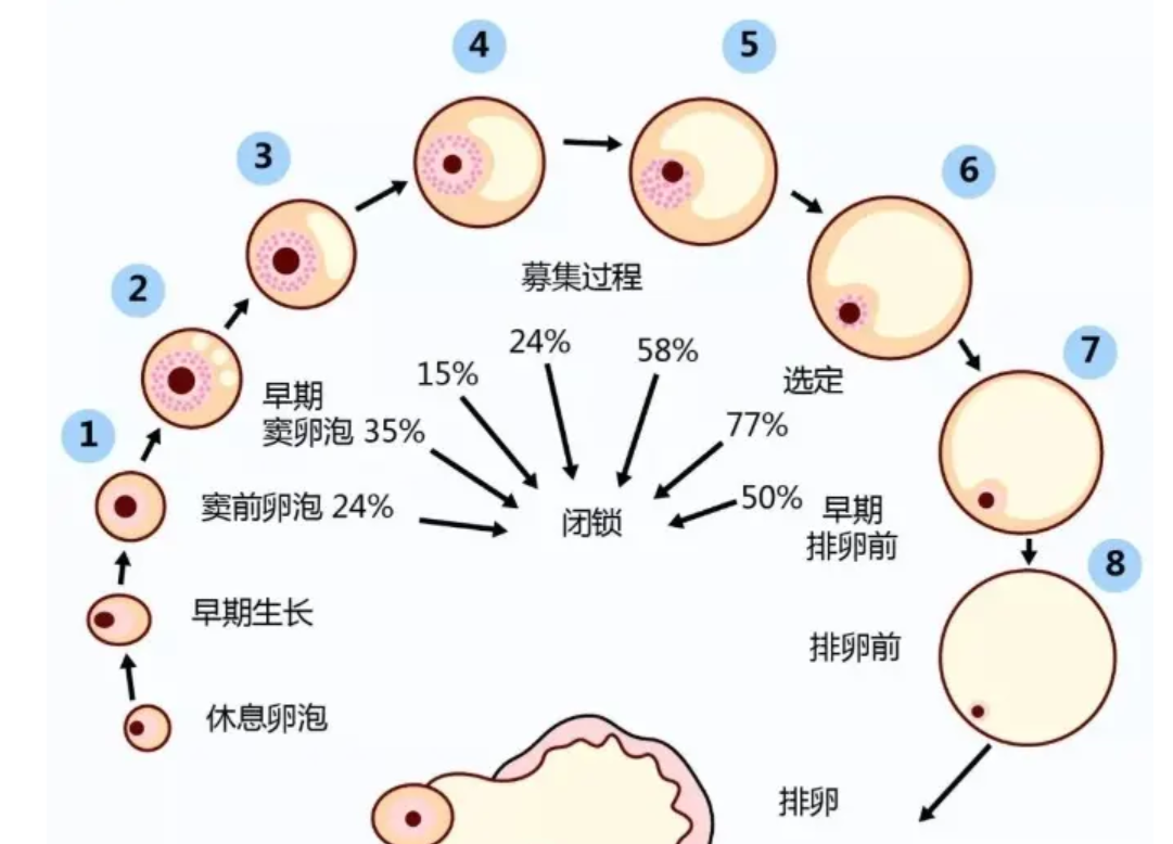 使用促排卵药物期间，有肚子胀的情况出现正常吗？