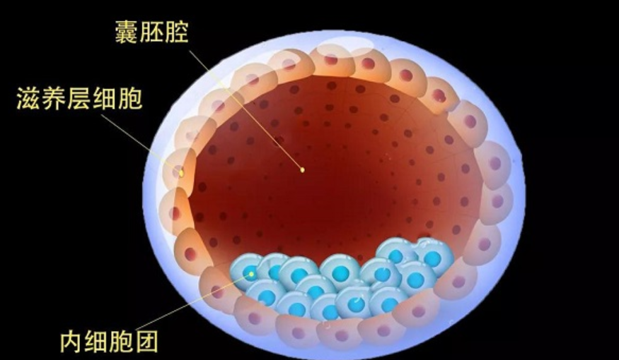 囊胚培养液筛查染色体对胚胎有没有影响