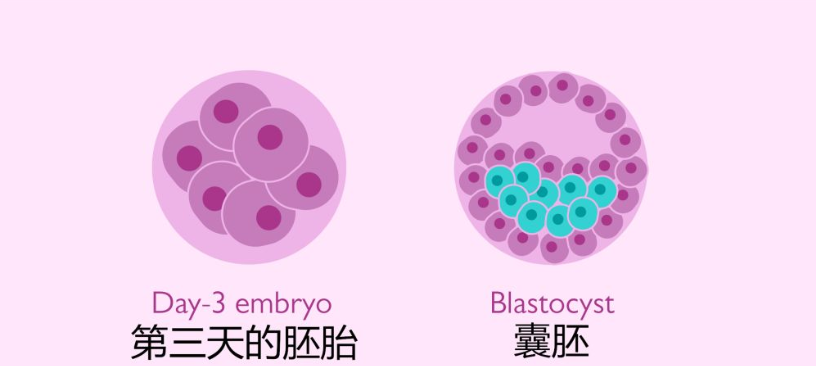 胚胎移植要考虑的3大很重要的问题