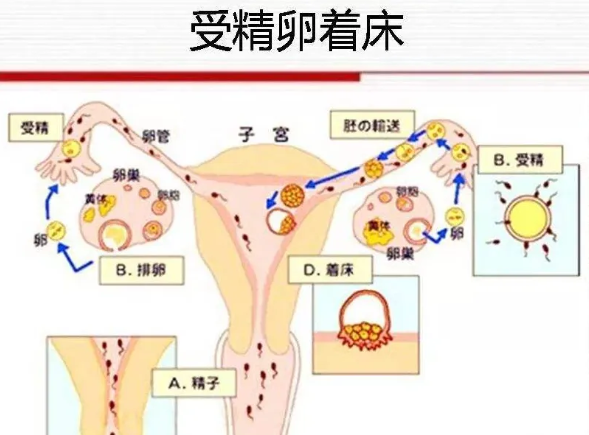 若身体出现这几种变化，暗示受精卵已经着床