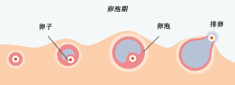 多囊促排6次，我是怎么坚持下来的？