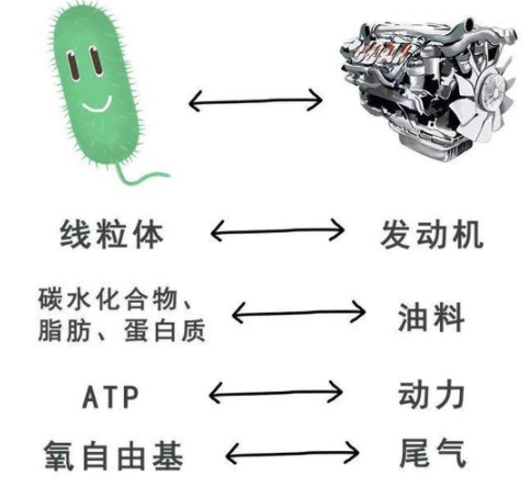 养卵百日用卵一时，线粒体提高卵子质量