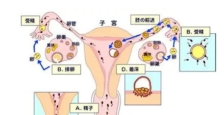 受精卵要几天能在子宫着床？