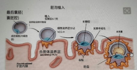 着床以后都有啥反应…