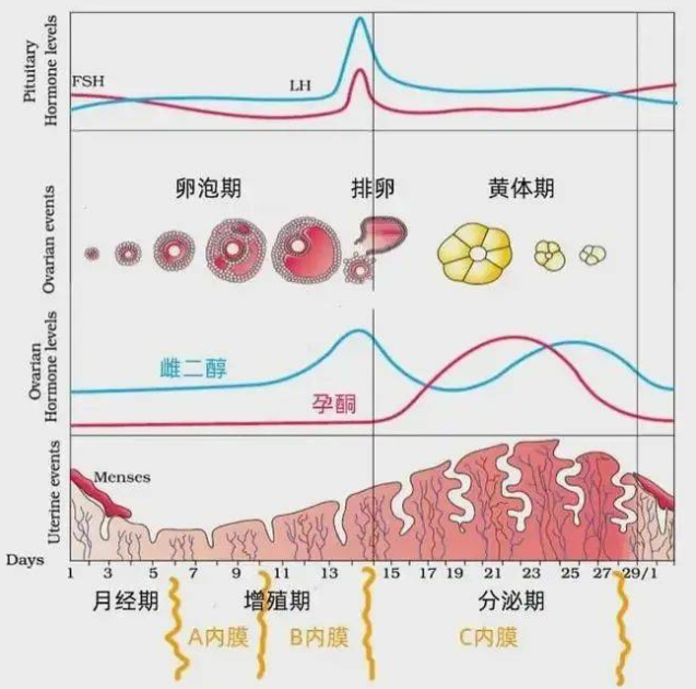 胚胎移植成功需要什么样的内膜条件？