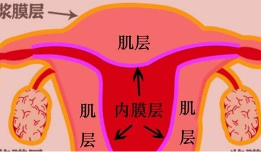 什么是子宫内膜容受性?对胚胎着床有哪些作用 