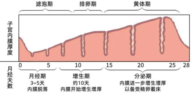  子宫内膜不均质怎么办？