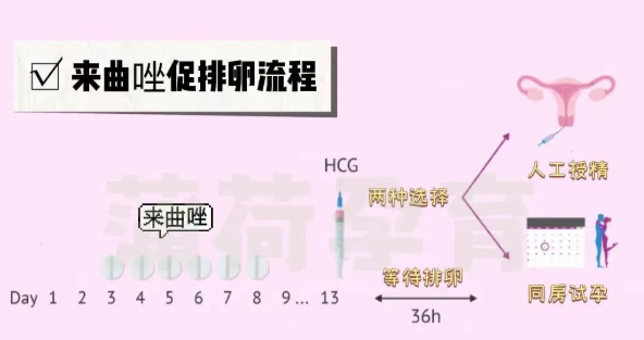 多囊促排，首选来曲唑or克罗米芬？