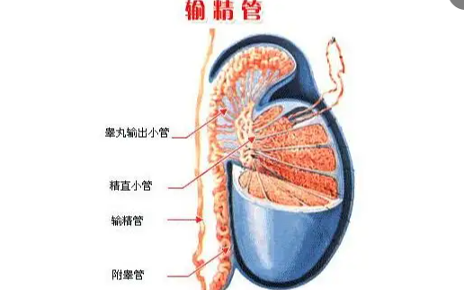 输精管堵塞如何治疗方法，试管婴儿怀孕可以吗