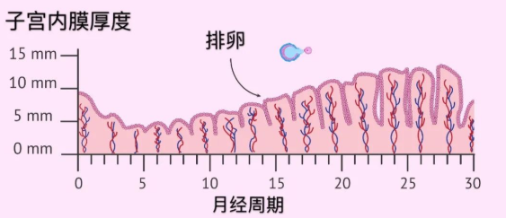 生殖医生建议养内膜8条实用攻略