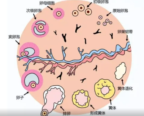 人工周期促黄体生成素12可以移植吗，多少可以