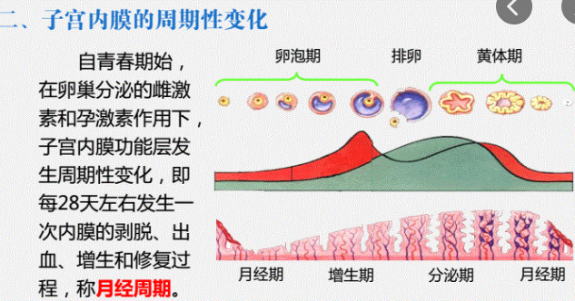 这个人工周期c型内膜还能移植吗