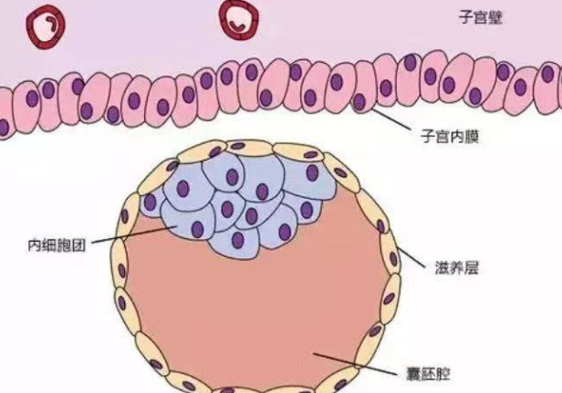 试管反复移植不着床都有哪些因素？ 