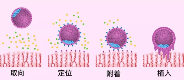 有少量出血，小便多，嘴巴金属味？可能是胚胎在着床！