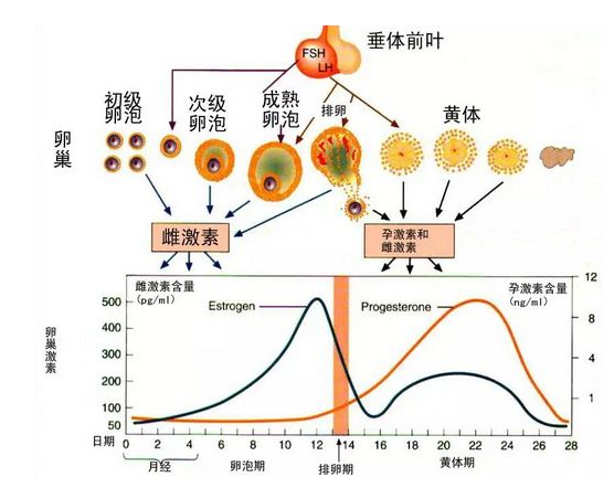 三番两次胎停，到底怎样才能留住我的宝宝？