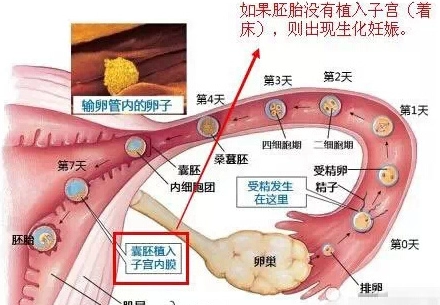 鲜胚怀孕了胚胎着床成功后还会生化妊娠吗？