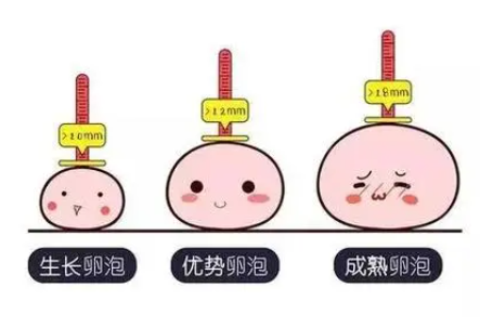 只有1-2个卵泡生长，为什么有时候取不到卵子？