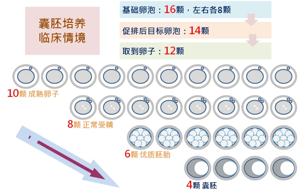 胚胎鉴定性别一定要养囊胚吗