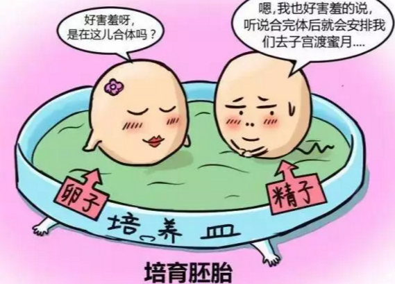  优胚和普胚的孩子智力有不同吗？孩子有什么不同