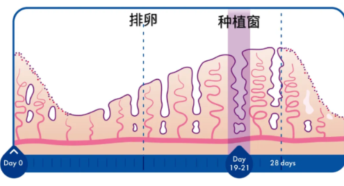 冷冻胚胎不是你想移就能移的|附4大冻胚移植方案详解