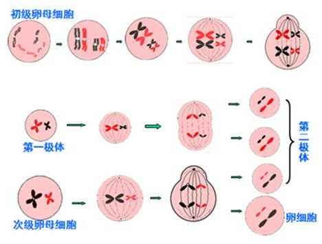 高龄备孕，有必要一定做三代试管吗（含利弊分析）