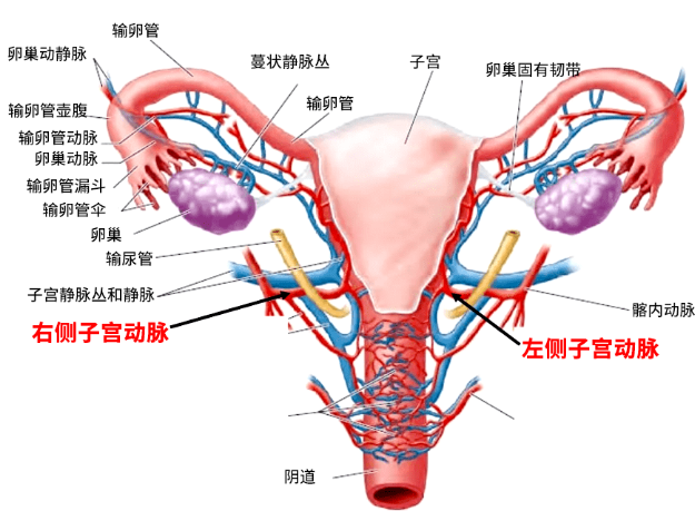 你忽略了这项检查会导致胚胎反复种植失败