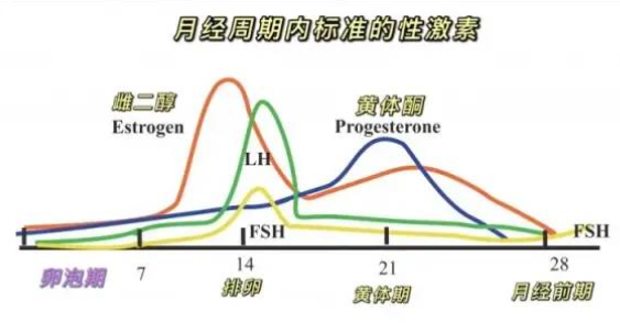 卵泡不能长得又大又圆的原因简单分析和调理