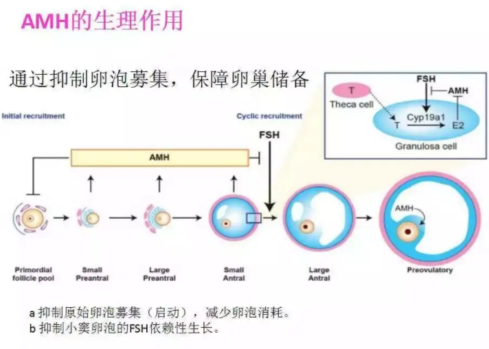 amh抗缪勒氏管激素是什么意思