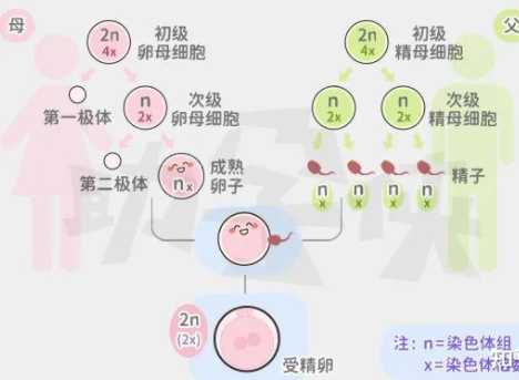 胚胎染色体异常下次怀孕还会这样吗 胚胎染色体的形成