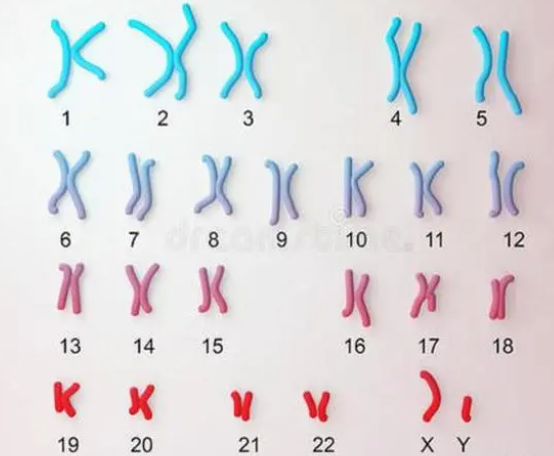 一直生女孩需要检查男性染色体吗？做基因检测可以测Y精子是否缺失