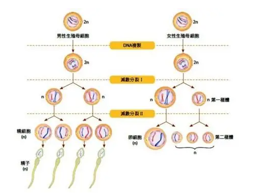 胎儿自发性基因突变时是不是需要引产吗？