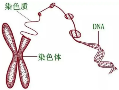 试管婴儿染色体异常的概率有多大