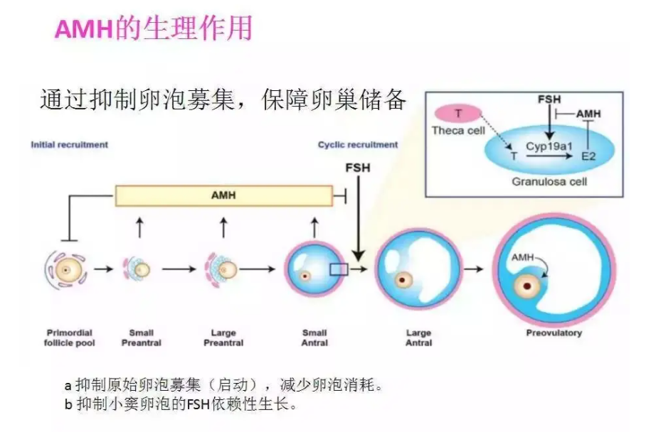 amh抗缪勒氏管激素是什么意思