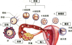 试管婴儿胚胎如果着床位置不对，会发生什么？