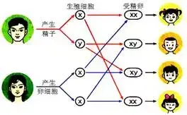 她试遍网上所有的生男偏方，还说生不出儿子抬不起头｜女孩别怕