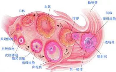 取卵取了个寂寞，为什么卵子会“失踪”？