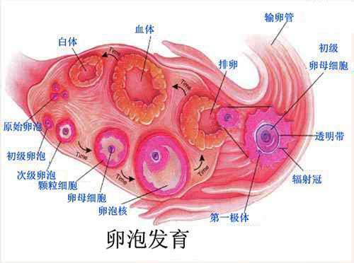 都说促排会导致卵巢早衰？事实真是如此吗?