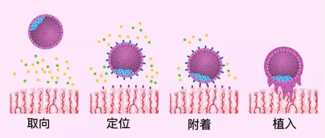 备孕怀孕和子宫内膜薄厚密不可分，科学保养内膜该怎么做？