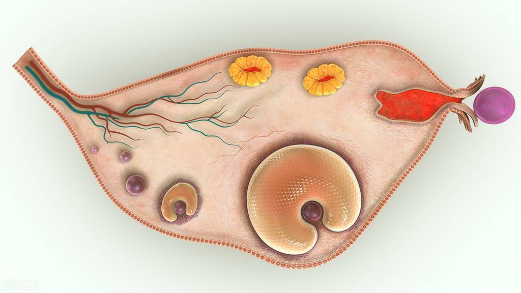 卵泡那么多，为啥还是怀不上？专家给出答案