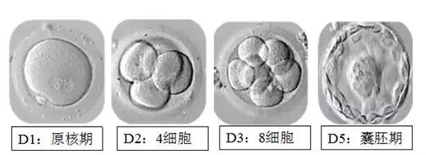 做试管，鲜胚移植与冻胚移植哪个成功率高？