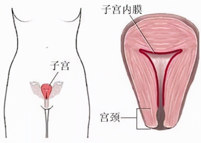 子宫内膜薄的原因及增厚的方法有吗？