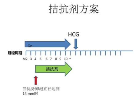 排卵障碍的女性使用拮抗剂方案是不错的选择